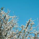 Bartina-Ne-Zaman-Gidilir-En-Uygun-Mevsim-ve-Aylar-150x150 Karadeniz'e Ne Zaman Gidilir?