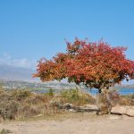 Elaziga-Ne-Zaman-Gidilir-En-Uygun-Mevsim-ve-Aylar-150x150 Doğu-Güneydoğu’ya Ne Zaman Gidilir?