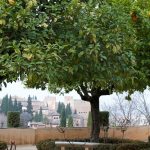 Agri-Hamura-Ne-Zaman-Gidilir-En-Uygun-Mevsim-ve-Aylar-150x150 Doğu-Güneydoğu’ya Ne Zaman Gidilir?